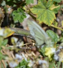 Pieris rapae rapae