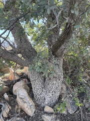 Quercus oblongifolia