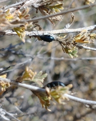 Altica obliterata