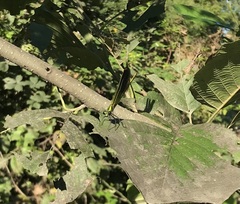 Calopteryx splendens intermedia