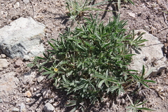Potentilla johnstonii