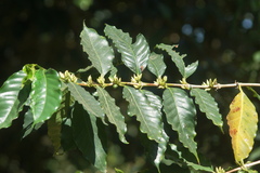 Coffea arabica