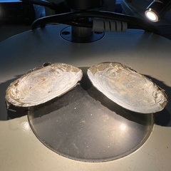 Uniomerus columbensis