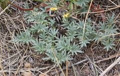 Astragalus kentrophyta tegetarius