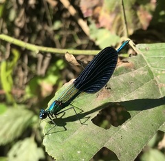 Calopteryx splendens intermedia