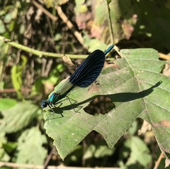Calopteryx splendens intermedia