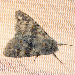 Polymixis rufocincta