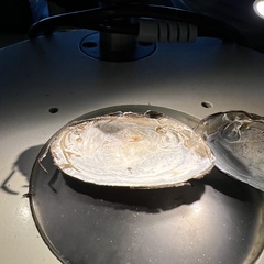 Uniomerus columbensis