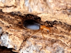Brachinus