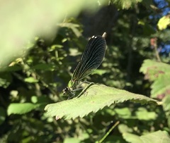Calopteryx splendens intermedia
