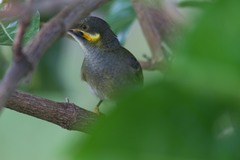 Foulehaio carunculatus