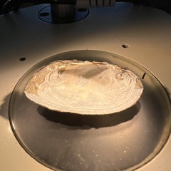 Uniomerus columbensis