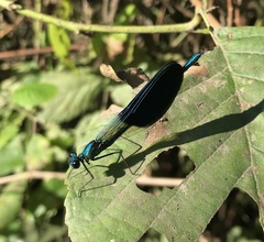 Calopteryx splendens intermedia