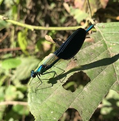 Calopteryx splendens intermedia