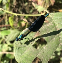 Calopteryx splendens intermedia