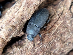 Blapstinus fortis