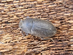 Blapstinus fortis