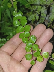 Gaultheria antipoda