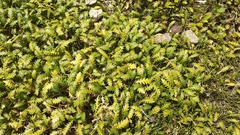 Leptinella dioica
