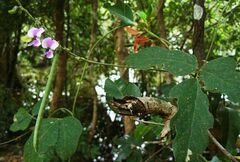 Neustanthus phaseoloides