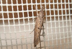 Ypsolopha horridella