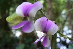 Neustanthus phaseoloides