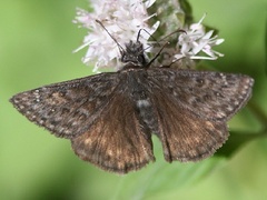 Erynnis propertius