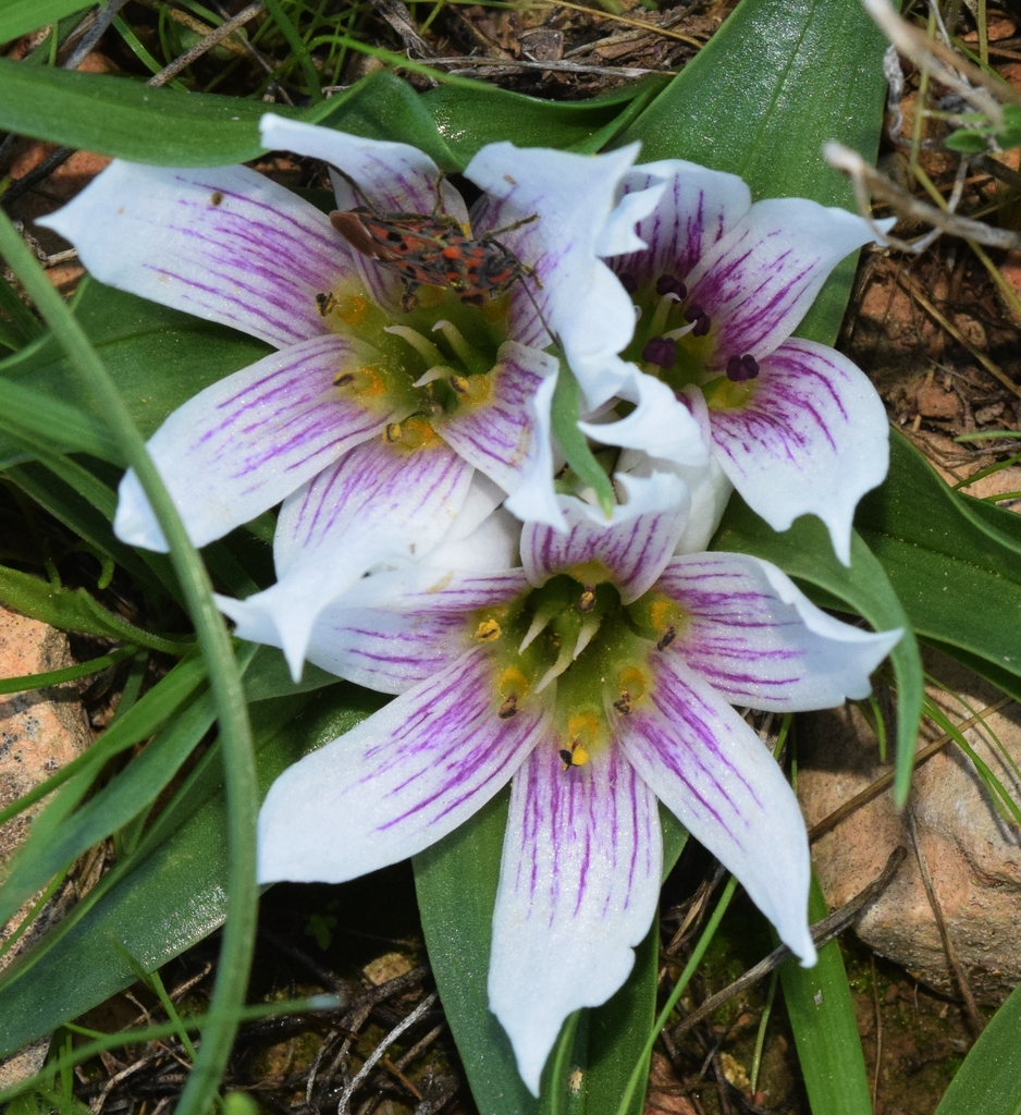 Colchicum europaeum