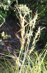 Themeda triandra