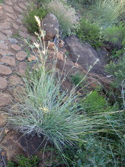 Themeda triandra