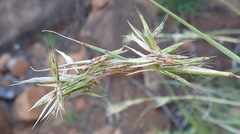 Themeda triandra