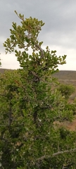 Searsia burchellii