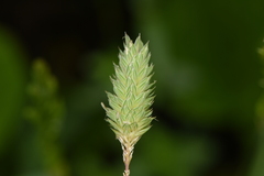 Phalaris minor