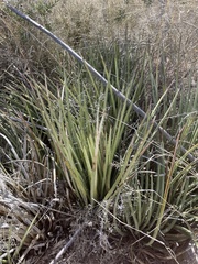 Agave schottii schottii