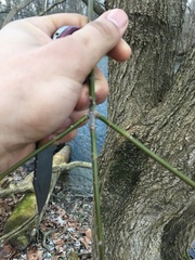 Acer negundo
