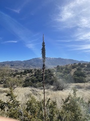 Agave schottii schottii