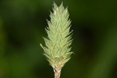 Phalaris minor