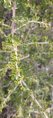 Searsia burchellii