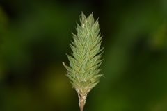 Phalaris minor