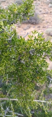 Searsia burchellii