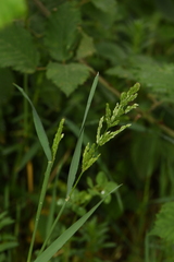 Agrostis stolonifera