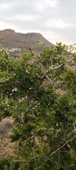 Searsia burchellii
