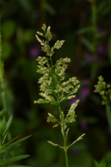 Agrostis stolonifera