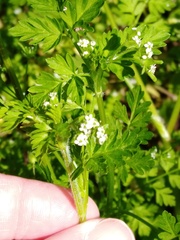 Chaerophyllum