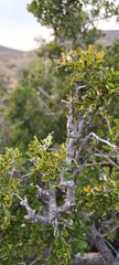 Searsia burchellii