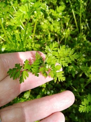 Chaerophyllum