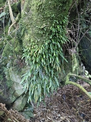 Loxogramme dictyopteris