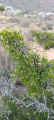 Searsia burchellii
