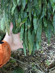 Loxogramme dictyopteris