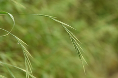 Brachypodium sylvaticum